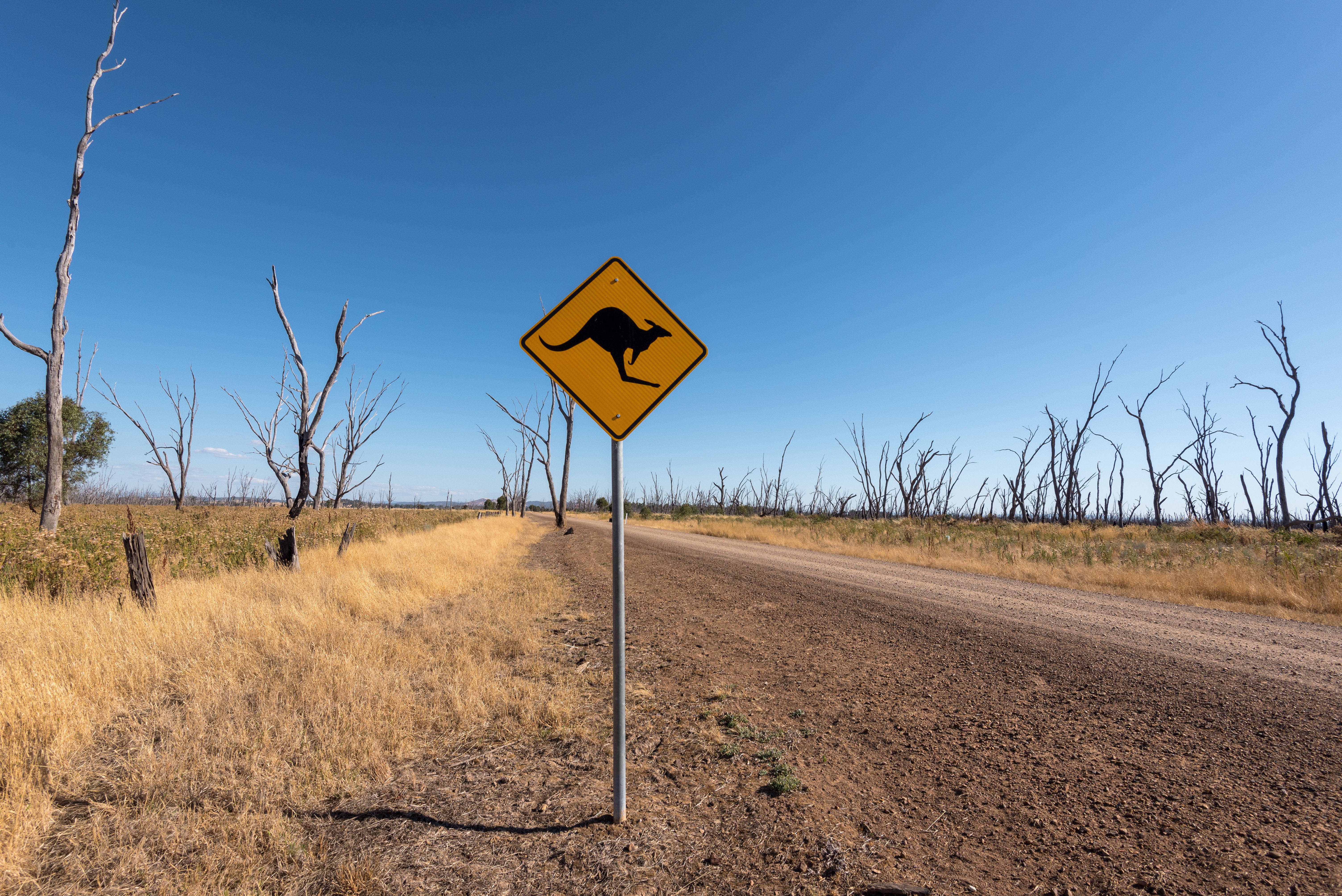 A kangaroo crossing sign beside an empty dirt road through drought-affected outback grassland