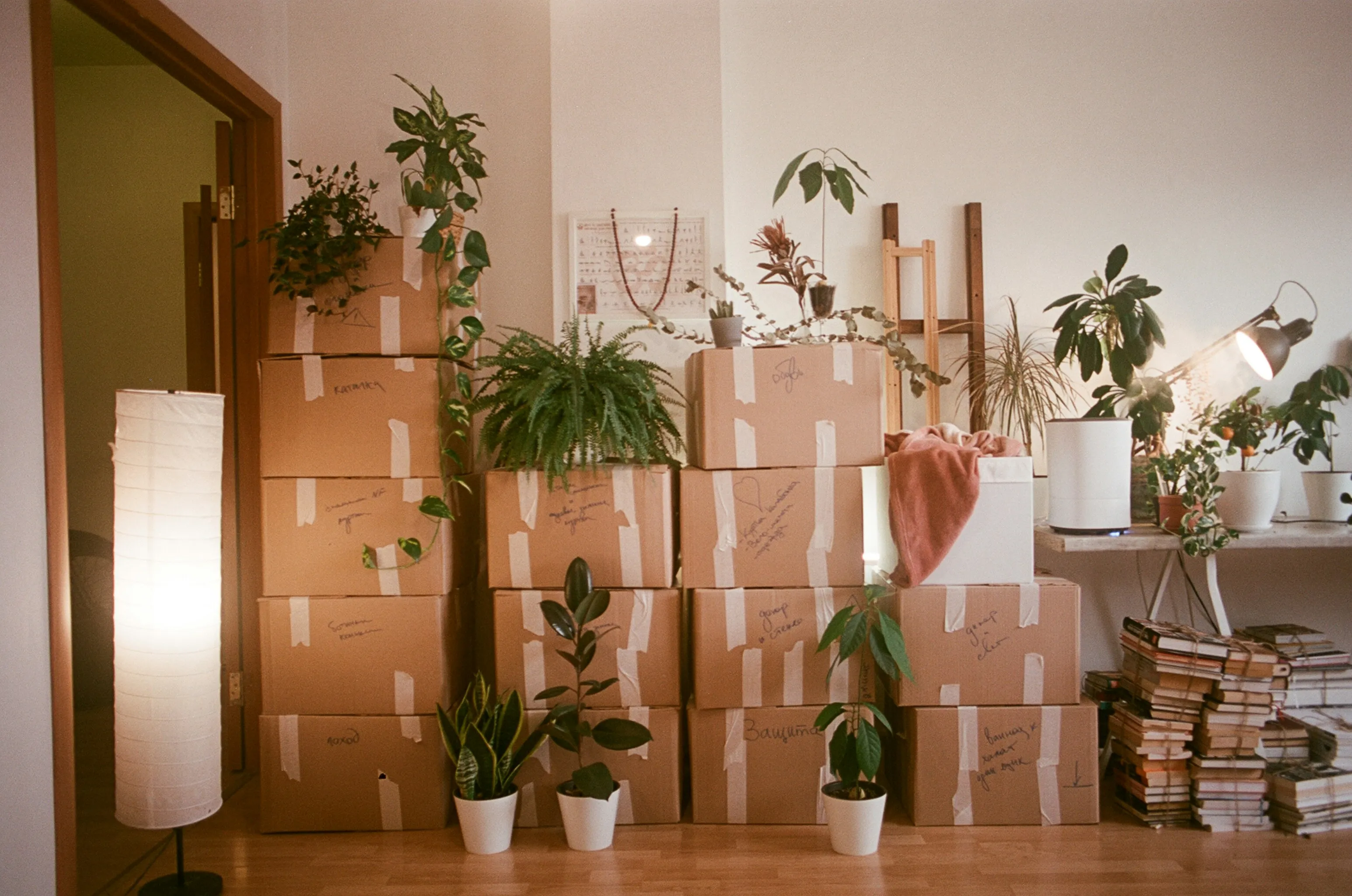 Cardboard boxes stacked in room with plants and books